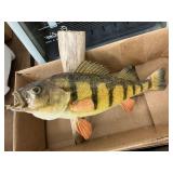 Mounted Fish