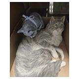 3 cats