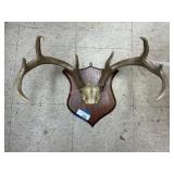 Antler Mount