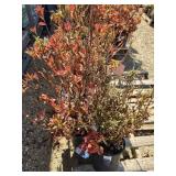 5 azalea plants
