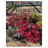 Pallet of plants