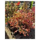 Pallet of plants