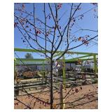 Crabapple tree