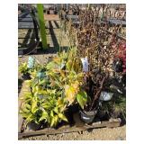 Pallet of plants