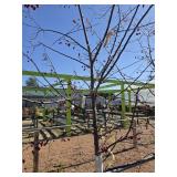 Crabapple tree