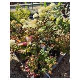 Pallet of plants
