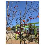 Crabapple tree