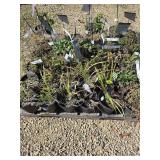 Pallet of plants
