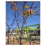 Crabapple tree