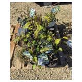 Pallet of plants