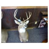 Deer mount