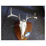 Antlers & skull