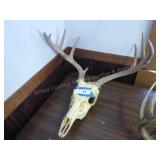 Antlers & skull
