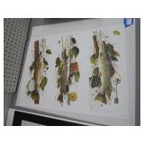 Unframed trout print (S. Horan 447/500)