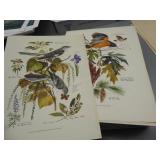 Bird pictures - unframed