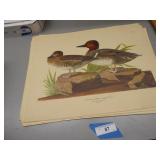 Bird pictures - unframed