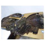 Lot w/ misc. turkey fans & wings