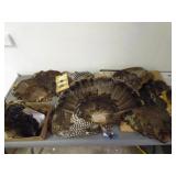 Lot w/ misc. turkey fans & wings