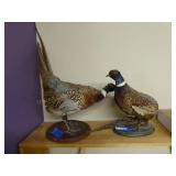 2 pheasant mounts AS IS