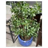 Artificial Jade plant in blue ceramic pot  48