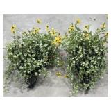 2- Metal hanging baskets with Artificial daisy