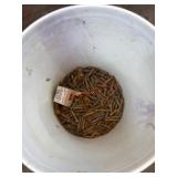 Bucket Containing Rusted Metal Nails
