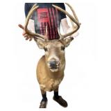 7 point Whitetail Deer Taxidermy Shoulder Mount