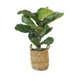 Faux 36-Inch Fiddle Leaf Fig in Handwoven Basket