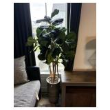 HOUSE PLANT