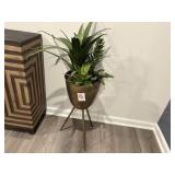 floor plant