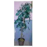 Faux Ficus tree w/ real twisted trunk in metal
