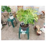 Monstera plant on stand, Shaggy