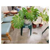 Monstera plant on stand, Daphne