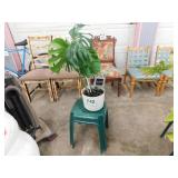 Monstera plant on stand, Fred