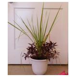 Cordyline & Lobelia Cardinalis live plants in
