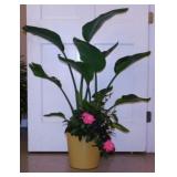 Mandevilla Rocktrumpet flowing vine & Bird of
