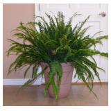 Live potted Boston Fern in planter, 34" tall