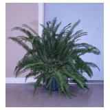 Live potted Boston Fern in planter, 32" tall