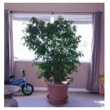 Large live potted Ficus tree in planter, 6