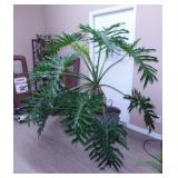 Massive Philodendron Zanadu live plant in