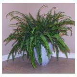 Live potted Boston Fern in planter, 28" tall
