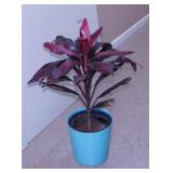Cordyline Fruiticosa live plant in planter,