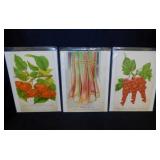 Several antique seed salesman botanical catalog