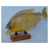Vintage taxidermy Piranha fish, 6" long -