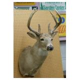 Nice taxidermy Whitetail buck deer shoulder mount,