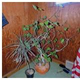 2 live plants in planters: Chinese Hibiscus and