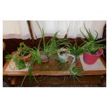 Aloe Vera & other living house plants