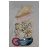 Conch seashell w/ ocean sounds - Small shells -