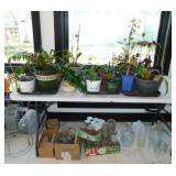 20 live plants in planters - New Ball Mason