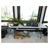 20 live plants in planters - New Ball Mason